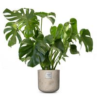Nr. 203 Philondendron, Monstera CHF 129.00 mit Topf